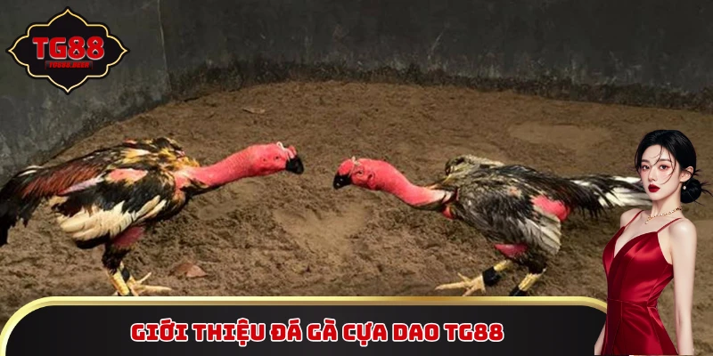 Giới thiệu đá gà cựa dao TG88